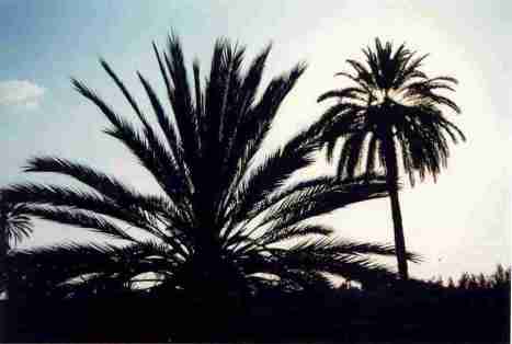 marrakech_palmiers