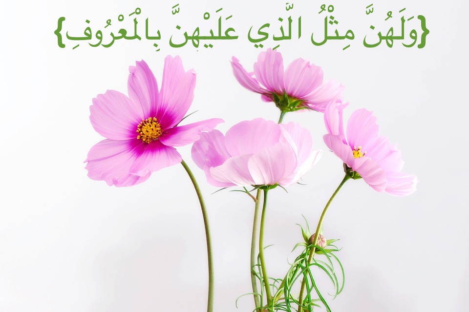 cosmea-583092_960_720