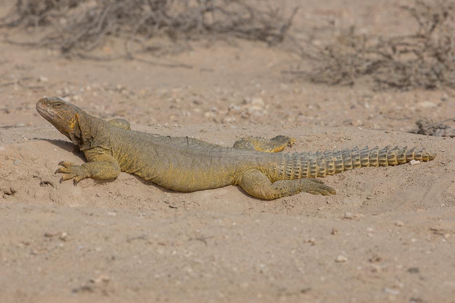 Arabian_Spiny-tailed_Lizard